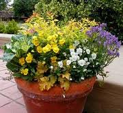 Container Gardening: One Idea for a Patio Cover or Sun Room