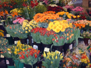 Grow flowers in your sun room (480) 926-2300